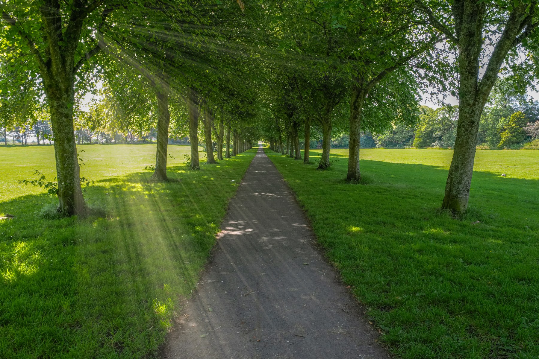 A tarmac path lined with trees in the middle of a path. The sunlight streams through the trees.